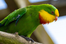 Superb Parrot Of Australia