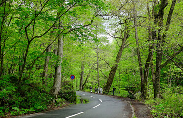 Wall Mural - Deep forest of Oirase Gorge in Aomori, Japan