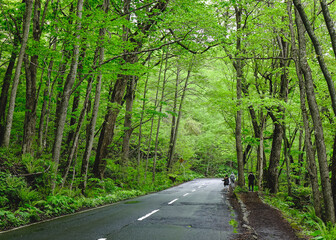 Wall Mural - Deep forest of Oirase Gorge in Aomori, Japan