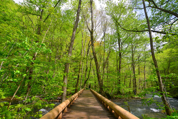 Wall Mural - Deep forest of Oirase Gorge in Aomori, Japan