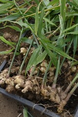 Canvas Print - Ginger cultivation. Ginger is Zingiberaceae perennial and its roots are used for spices and herbal medicines. 