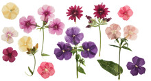 Pressed And Dried Delicate Flowers Phlox, Isolated On White Background. For Use In Scrapbooking, Floristry Or Herbarium.