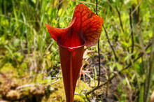 Dark Red Pitcher Of Sarracenia X Catesbaei, South Carolina, USA