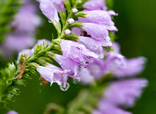 Closeup Shot Of The Obedient Plant Flowers Covered In Raindrops On A Blurred Background