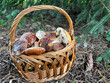Basket is full of mushrooms in autumn