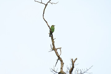 Sticker - Perched on a Branch, Green-eared Barbet, Psilopogon faiostrictus