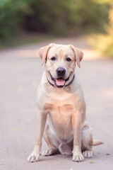 Wall Mural - Adorable Labrador Retriever dog in the nature