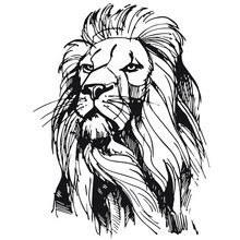 Vector Realistic Hand Drawing Of Majestic Lion Head Isolated On White Background. Imitation Of A Drawing With Black Ink. Useful For Tattoos, Posters, Zoos, Safaris, Nature Reserves, T-shirt Printing
