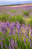 Fototapeta Lawenda - Lavender Field. Beautiful violet lavender flowers in the lavender garden.