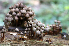 Toadstool Mushrooms On A Fallen Tree Trunk In The Forest	