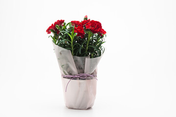Wall Mural - Red carnation in a vase on a white background