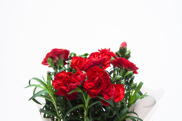 Wall Mural - Red carnation in a vase on a white background