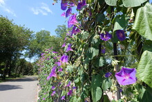 Plenty Of Purple Flowers Of Morning Glory In July