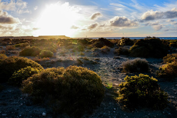 Wall Mural - Landscape in Tenerfe Tropical Volcanic Canary Islands Spain