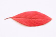 Texture of red leaves of trees on a light background. 