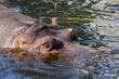 Pływający hipopotam