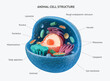 3d rendering of biological animal cell with organelles cross section isolated on white. Animal cell with placed text annotations to all organelles