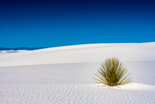 Yucca Grows In Rippling White Sand Dune