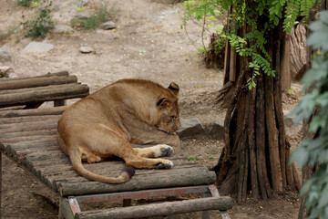 Sticker - Young lion lying in zoo enclosure. Wild animal