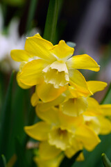 Wall Mural - Yellow and orange narcissus daffodil flowers growing in the garden