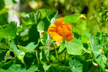 Orange Yellow Nasturtium Flower In The Garden