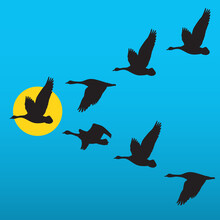 Flock Of Migrating Geese Flying In Vee Formation. Vector Illustration Of Birds Following Their Leader. Great For Nature Or Leadership Concept For Business Applications.