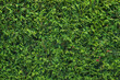 Green hedgerow wall close-up, Background photo texture