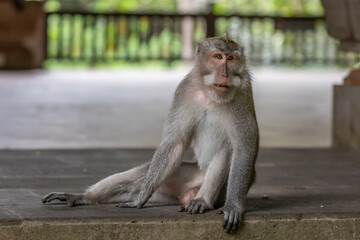 Wall Mural - portrait of a macaque