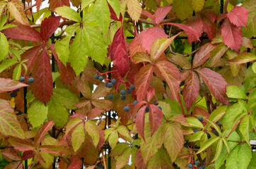 Colorful leaves and bunch on wild grape close