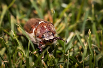 Sticker - Macro of Melolontha beetle on the green grass