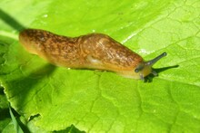 Beautiful Brown Slug On Natural Green Leaf Background