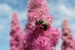 Bee on pink spiraea salicifolia flowers against blue sky, closeup