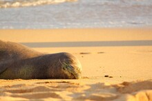 Monk Seal Relaxing On The Beach In Hawaii