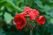 red Pelargonium flower in the garden with raindrops on the petals, after rain