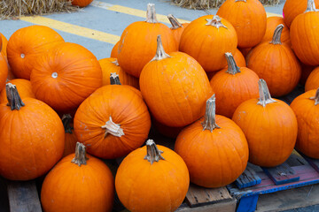 great pumpkins on the farm halloween decoration fall