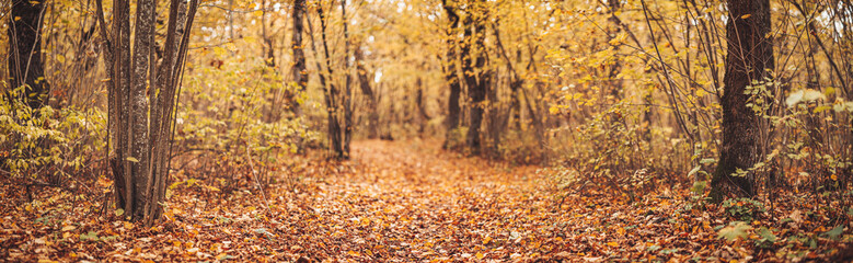 Canvas Print - Mystery track in the natural park in autumn.