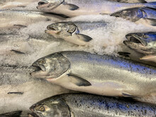 Atlantic King Salmon, Seattle Pike's Place Market