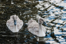 Two Young Mute Swans In The Water