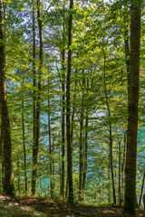 Poster - Malerwinkel - Rundwanderweg am Königssee