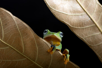 Black webbed tree frog among dry leaves