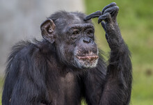 Closeup Shot Of A Chimpanzee Making A Thinking Posture