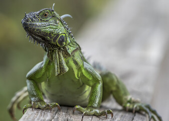 Sticker - Closeup shot of a Green iguana on a blurred background