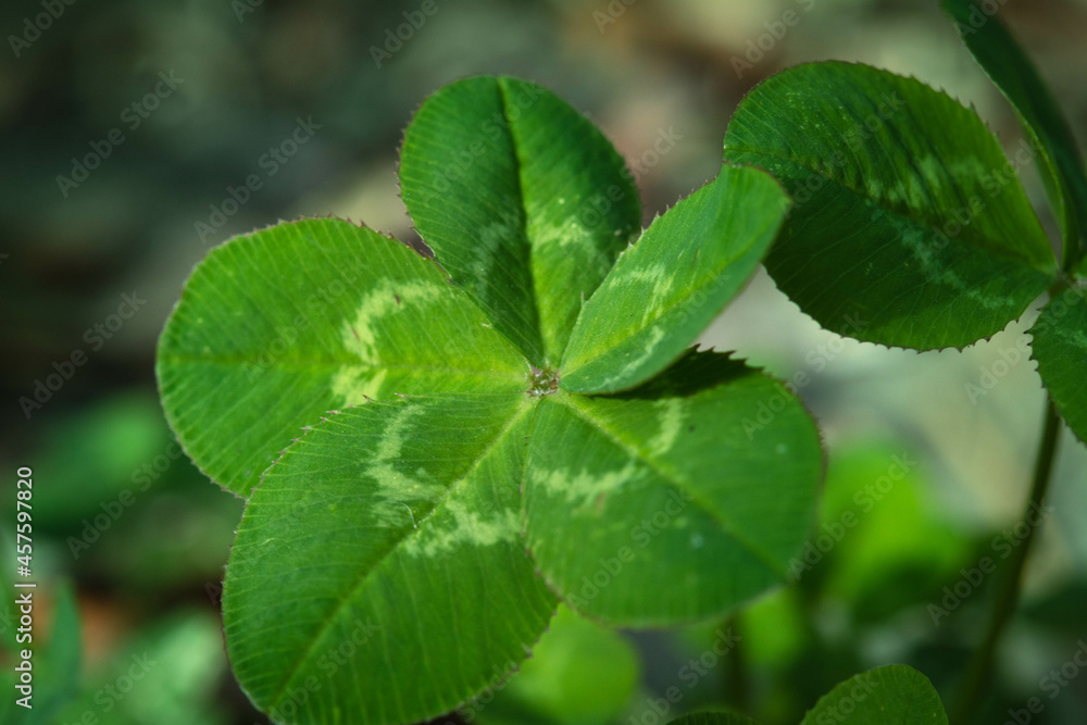 Five-leaf clover, a symbol of good luck Stock Photo | Adobe Stock