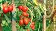 Organic vegetables in the garden close-up. Growing tomatoes on wooden stakes. Tall tomatoes tying up. Tomatoes with a sharp nose on a branch. Red tomatoes on a branch grow in raised beds.