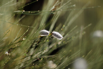 Sticker - Backlit nature background