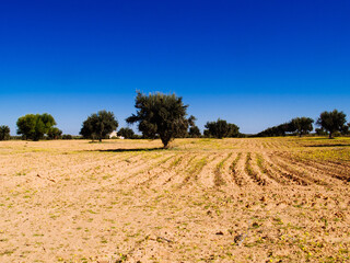 Wall Mural - Agriculture in Africa, fields cultivated among the olive trees in Tunisia