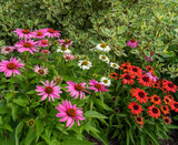 Fototapeta Kwiaty - Różnokolorowe kwiaty w ogrodzie