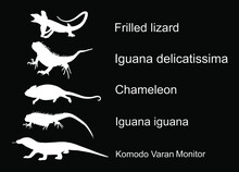 Lizards Reptile Set Symbols. Frilled Lizard Symbol. Pet Iguana Silhouette. Chameleon Shape Shadow. Komodo Dragon Vector Silhouette Illustration Isolated On Black Background. Varanus Komodo Monitor.  