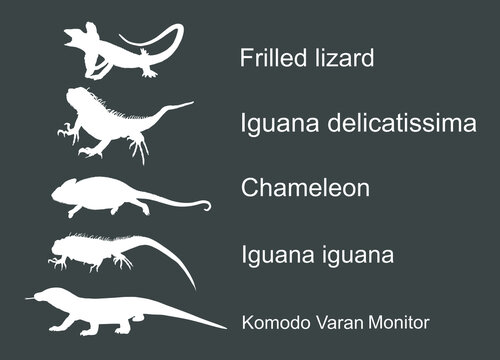 lizards reptile set symbols. frilled lizard symbol. pet iguana silhouette. chameleon shape shadow. k
