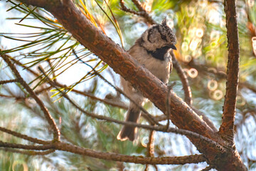 Poster - European Crested tit perching on a tree branch